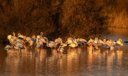 Flamencs ( Phoenicopterus ruber)