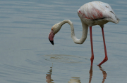 Flamenc ( Phoenicopterus ruber)