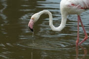 Flamenc ( Phoenicopterus ruber)
