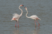 Flamenc ( Phoenicopterus ruber)