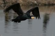 Corb marí, cormoran