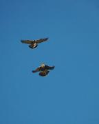 3/3-Falcó pelegrí adult i jove. Halcón común (Falco peregrinus)
