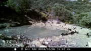 Fotoparany al Montsec: Gralla de bec vermell
