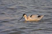 Bec d'alena (Recurvirostra avosetta) 2de2