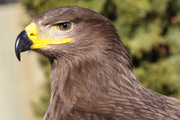 Aguila rapaç (Aquila Rapax)