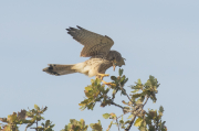 Cazador de saltamontes