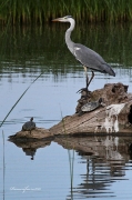 Ardèids al PNAE: Bernat Pescaire