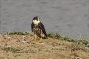 Falcó mostatxut (Falco subbuteo)