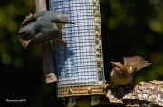 Ocells de la Garrotxa:Pica-soques Blau vs Pardal