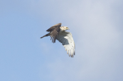 Culebrera europea