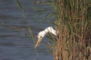 Agró blanc ( Egretta alba )
