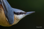 Ocells de la Garrotxa:Picasoques Blau