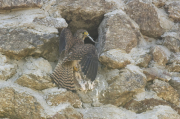 Cazador de lagartos