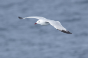 Gaviota de Audouin