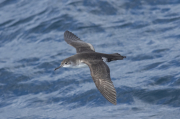 Pardela mediterranea (Puffinus yelkouan)