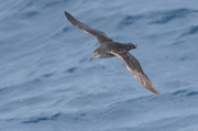 Pardela balear   (Puffinus mauretanicus)