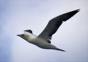 Mascarell (Morus bassanus)