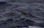 Baldriga balear (Puffinus mauretanicus)