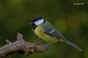 Ocells de la Garrotxa:Mallerenga Carbonera