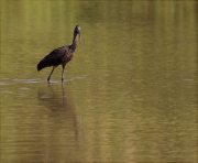 Capó reial (Plegadis falcinellus)
