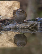 Pardal de bardissa (Prunella modularis)