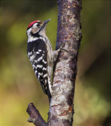Picot garser petit (Dryobates minor)
