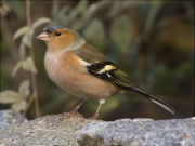 Mascle de Pinsà comú (Fringilla coelebs)