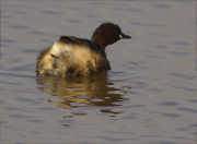 Cabusset (Tachybaptus ruficollis)