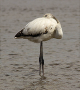 Jove de Flamenc (Phoenicopterus ruber)