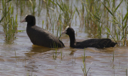 Còpula de Fotja (Fulica atra) 1/3