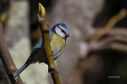 Ocells de La Garrotxa: Mallerenga Blava.