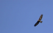 Àguila daurada (Aquila chrysaetos)