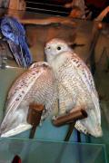 Duc blanc, snowy owl (Nyctea scandiaca)