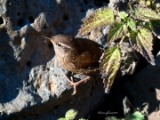 Ocells de La Garrotxa: Cargolet