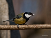 Ocells de La Garrotxa: Mallerenga Carbonera