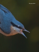 Ocells de la Garrotxa:Pica-soques Blau