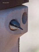 Ocells de la Garrotxa:Pica-soques Blau