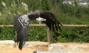 Voltor de Rüppell, vautour de Rüppell, Ruppell´s vulture, buitre moteado (Gyps rueppellii)