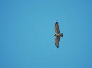 Àguila marcenca. Aguila culebrera (Circaetus gallicus)