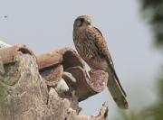 Xoriguer comú  femella (Falco tinnunculus)