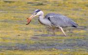 Bernat pescaire (Ardea cinerea) 1/3