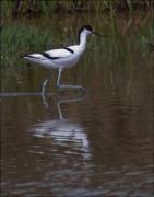 Bec d'alena ( Recurvirostra avosetta)