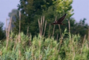 Jove de Falcó pelegrí (Falco peregrinus)