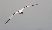 Bec d'alena (Recurvirostra avosetta)