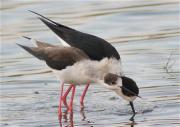 Moments previs. Cames Llargues (Himantopus himantopus)