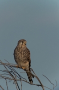 Xoriguer comú (Falco tinnunculus)