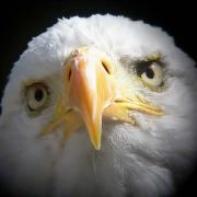 Águila calva, bald eagle, pygargue americain (Haliaetus leucocephalus)