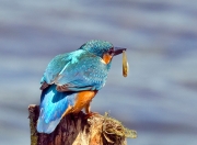 Blauet pescant