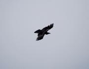 corb ( Corvus corax )