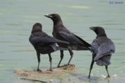 Cornella negra - Corneja negra (Corvus corone corone)